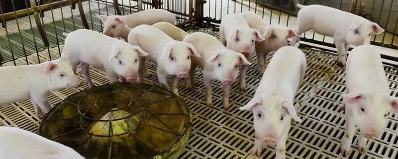 怎样人工喂养刚出生仔猪，要使用仔猪专用的奶粉