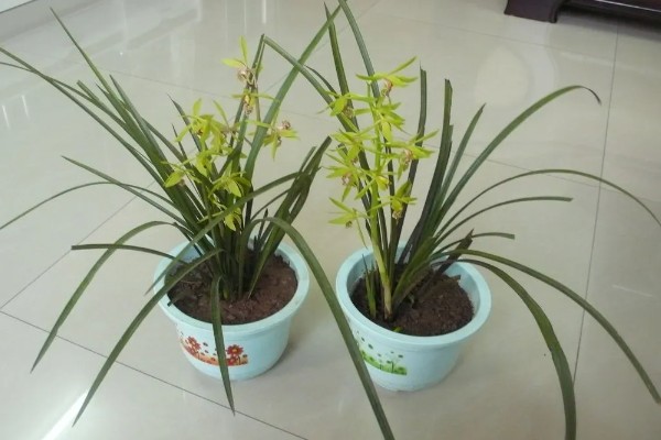 兰草花怎么栽培，栽种后首次浇水采用坐盆法
