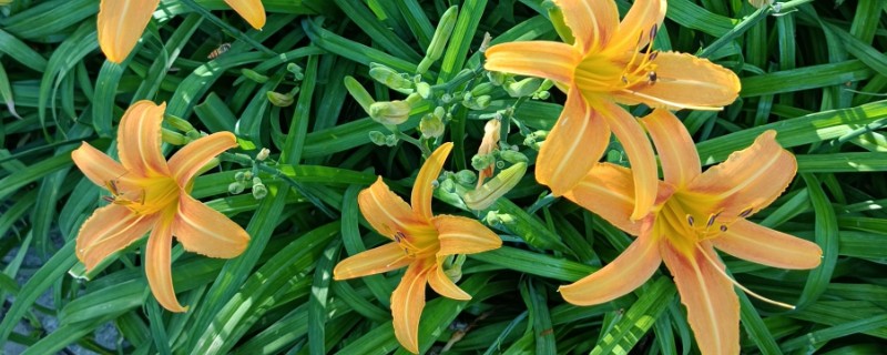 新鲜黄花菜有没有毒，新鲜黄花菜是有毒的