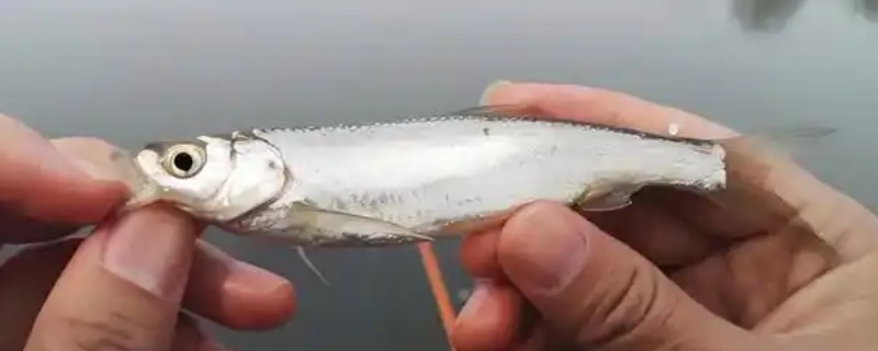 白条鱼能不能吃，是重要的食用鱼类