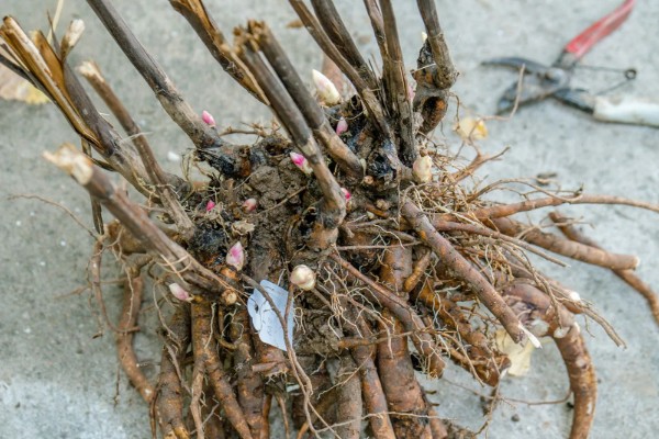 芍药的种植方法，繁殖方法主要有分株和播种