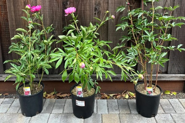 芍药的种植方法，繁殖方法主要有分株和播种