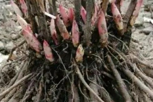 芍药的种植方法，繁殖方法主要有分株和播种