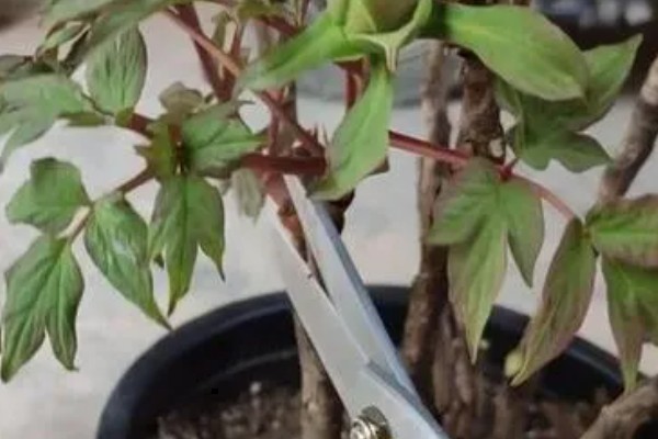 芍药的种植方法，繁殖方法主要有分株和播种