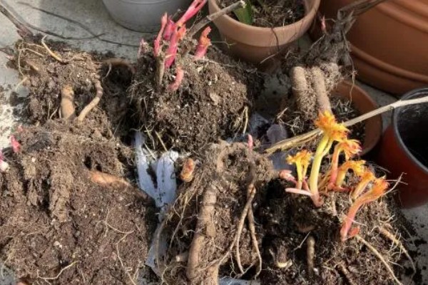 芍药的种植方法，繁殖方法主要有分株和播种