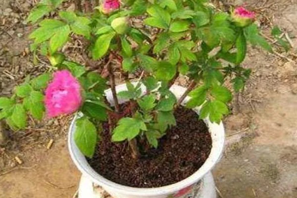 芍药的种植方法，繁殖方法主要有分株和播种