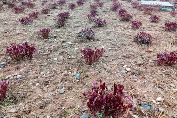 芍药的种植方法，繁殖方法主要有分株和播种