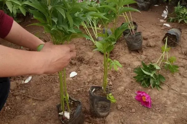 芍药的种植方法，繁殖方法主要有分株和播种