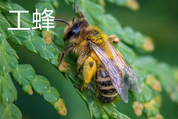 蜂王和工蜂的性别，是雌性蜜蜂