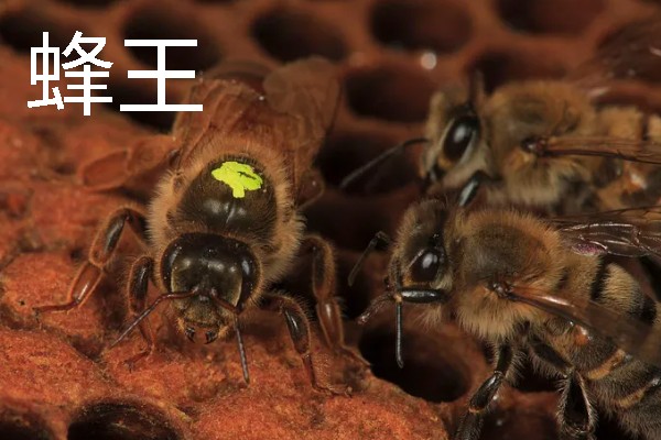 蜂王和工蜂的性别，是雌性蜜蜂