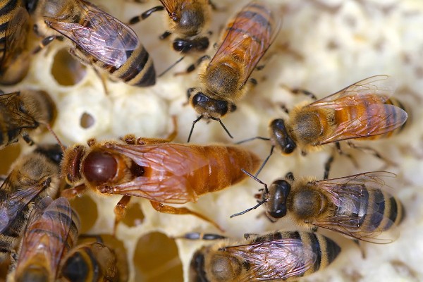 蜂王和工蜂的性别，是雌性蜜蜂