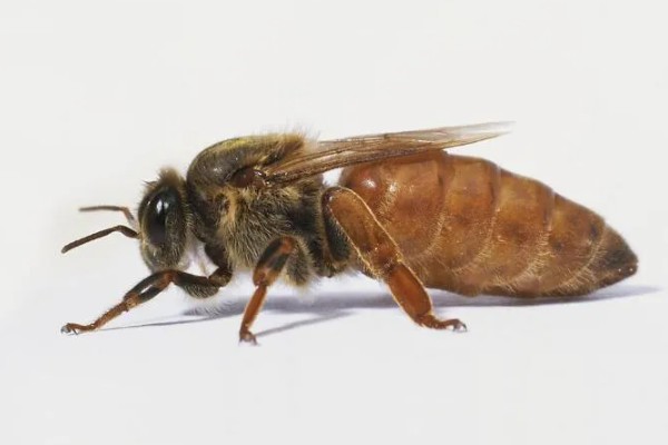 蜂王和工蜂的性别，是雌性蜜蜂