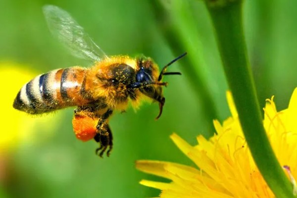 蜂王和工蜂的性别，是雌性蜜蜂