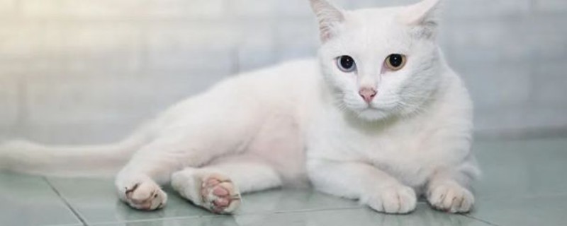 训练猫咪的原则，应在2-3月龄时开始