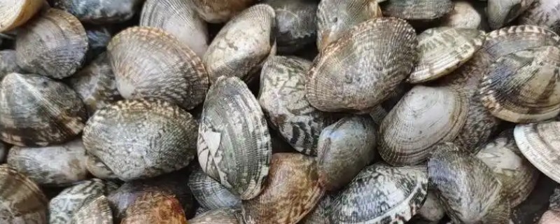 蛤蜊的产地分布，原产地为日本