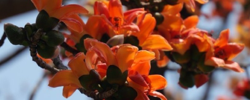 木棉花的花语，寓意珍惜幸福、英雄等