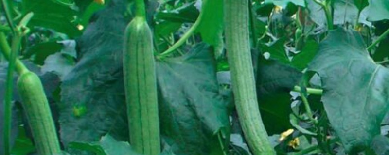 丝瓜在几月份成熟，在7-9月份左右成熟