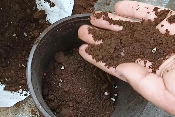 文竹的养殖方式，生长期间每个月追肥1-2次
