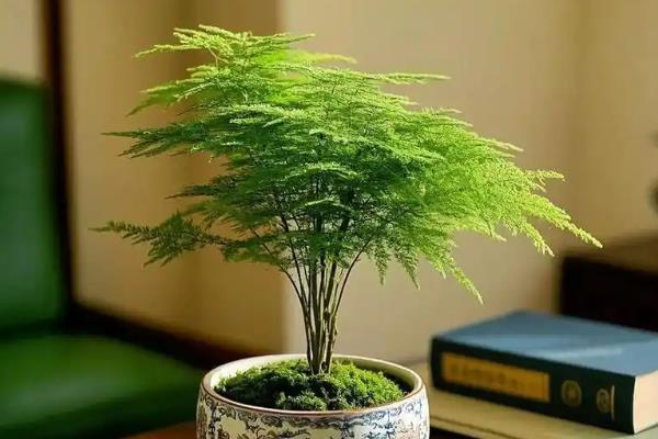 文竹的养殖方式，生长期间每个月追肥1-2次