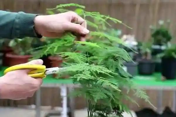 文竹的养殖方式，生长期间每个月追肥1-2次