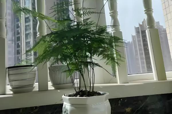 文竹的养殖方式，生长期间每个月追肥1-2次