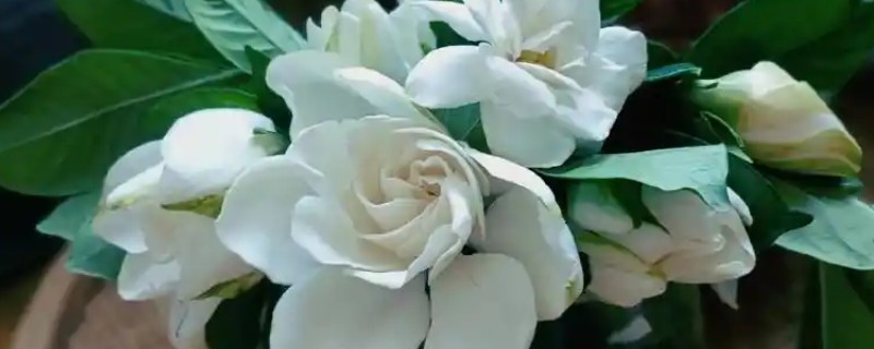 栀子花春季剪枝方法，将影响生长的黄叶全部剪除