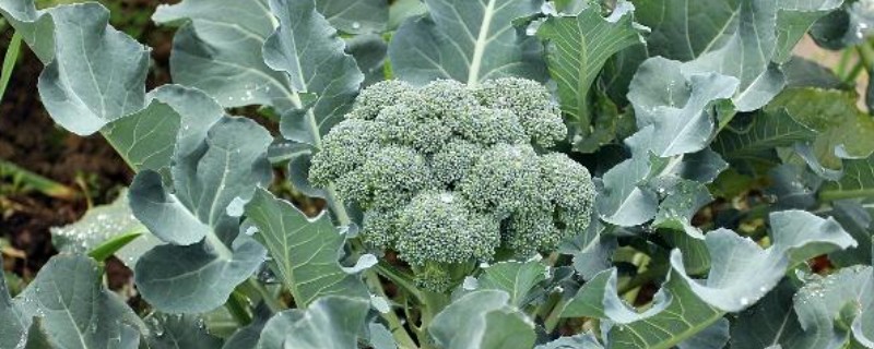 常见的蔬菜种类，有西兰花、木耳等