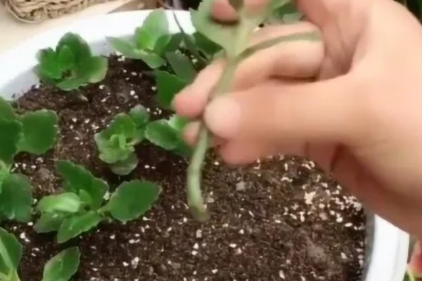 长寿花的养殖方法，为其选择透气的花盆和土壤