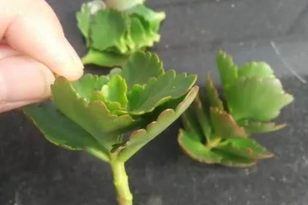 长寿花的养殖方法，为其选择透气的花盆和土壤