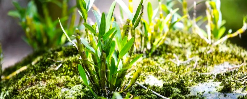 金钗石斛简介，是多年生草本植物