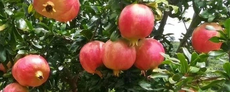 石榴有哪些常见的品种，常见的有突尼斯软籽石榴、青皮石榴等