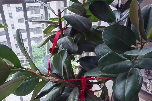 橡皮树会不会开花，橡皮树会开花