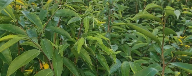 沉香树苗的生长条件，喜欢高温环境