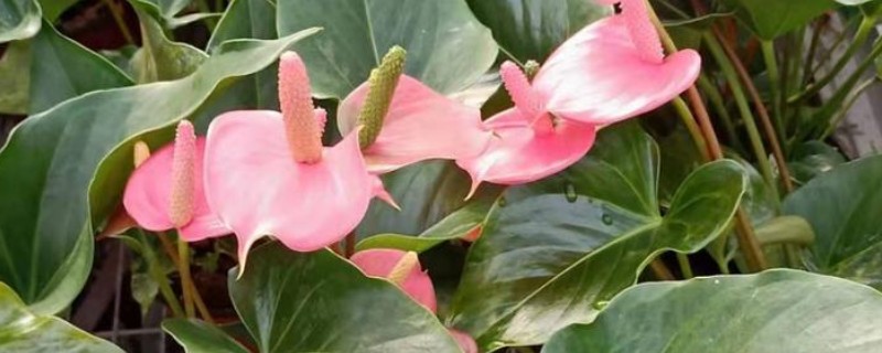 让粉掌更旺盛的方法，放在半阴处养护可让植株旺盛生长