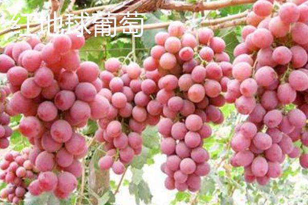 葡萄成熟掉粒的原因，可能是管理不善所致