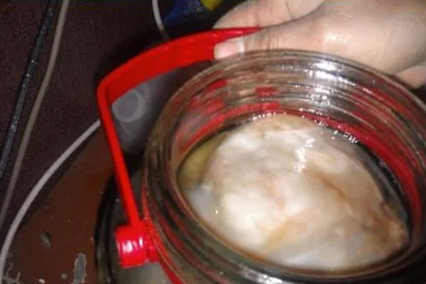 海宝菌的换水间隔，并无特殊要求可自行决定