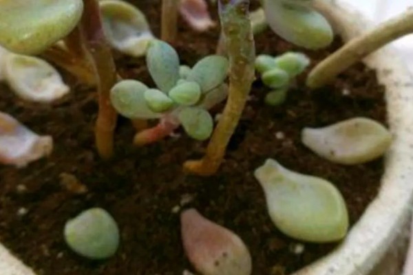多肉突然掉健康的叶子的原因，可能是浇水过量或光照不足所致