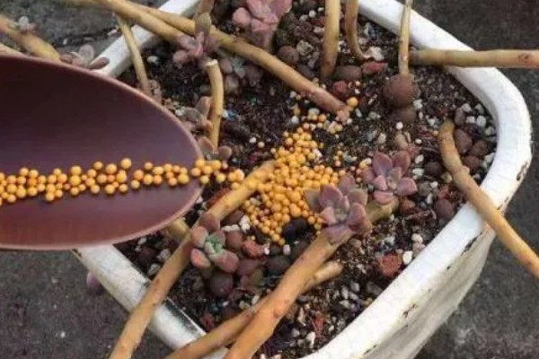 多肉突然掉健康的叶子的原因，可能是浇水过量或光照不足所致