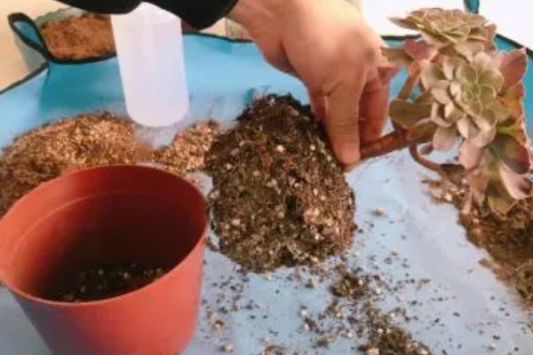 多肉突然掉健康的叶子的原因，可能是浇水过量或光照不足所致
