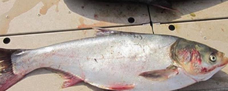 钓鲢鳙水深多少合适，2-3米垂钓合适