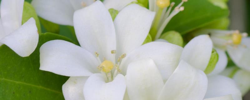 白兰花简介，是著名的庭园观赏植物