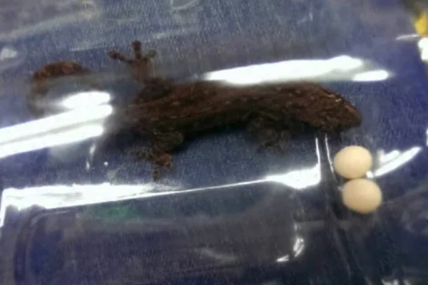 壁虎繁殖后代的方法，通过产卵的方式繁殖