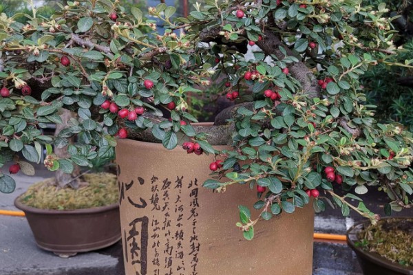 栒子盆景怎么养殖，春夏季节每隔2天浇一次水
