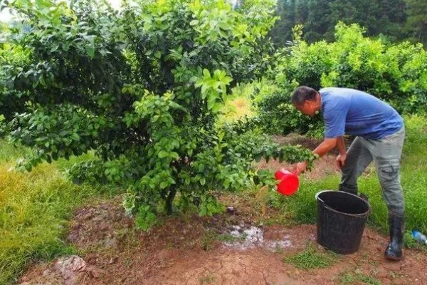 柑橘肥害有哪些表现，枝叶会失水变白或变黄
