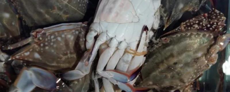 梭子蟹如何分公母，可观察肚脐和蟹黄等