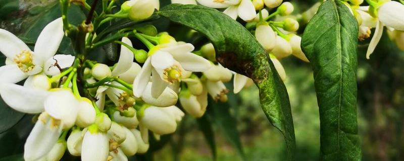 柚子树开花期间的注意事项，要进行适当的修剪