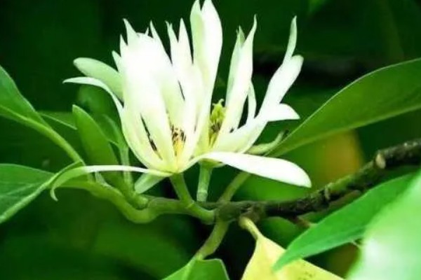 白兰花简介,是著名的庭园观赏植物