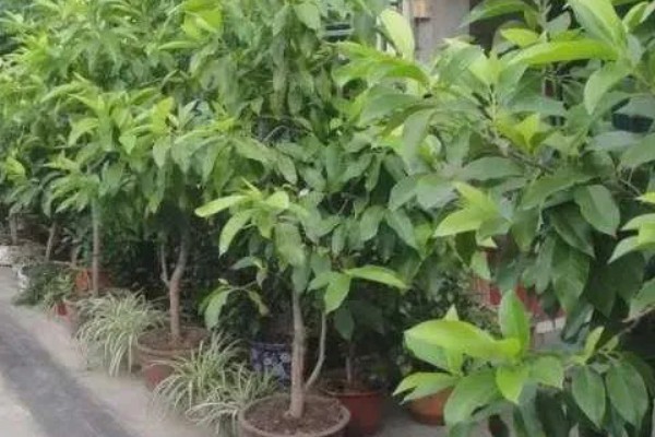 白兰花简介,是著名的庭园观赏植物