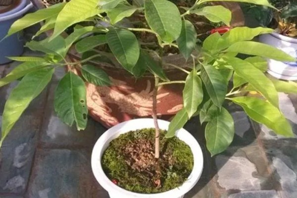 白兰花简介,是著名的庭园观赏植物