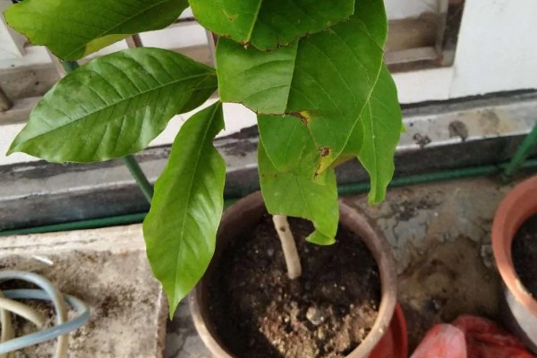 白兰花简介,是著名的庭园观赏植物